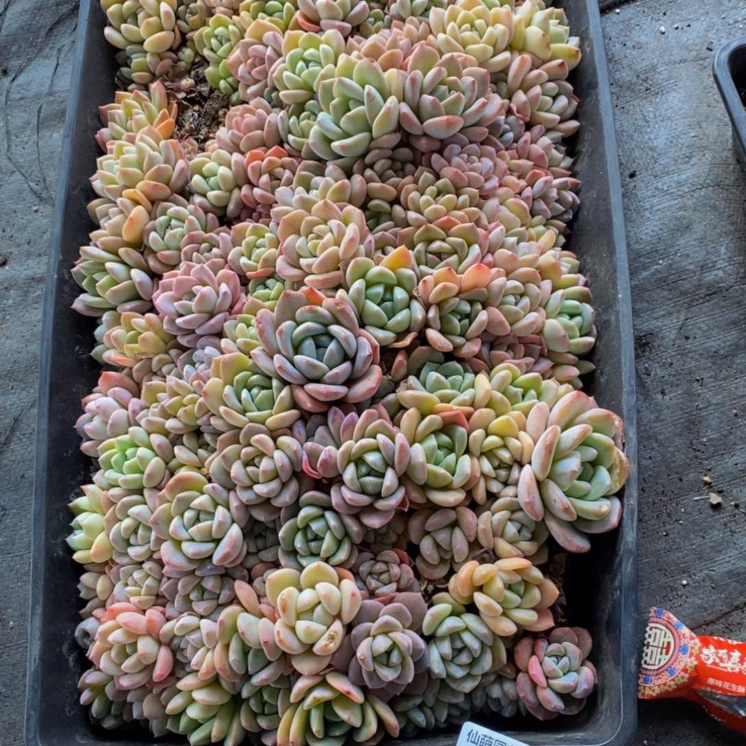 清*421的人生态度是一种态度，