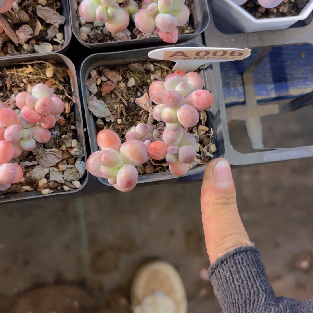 A006苹果奶一物一拍