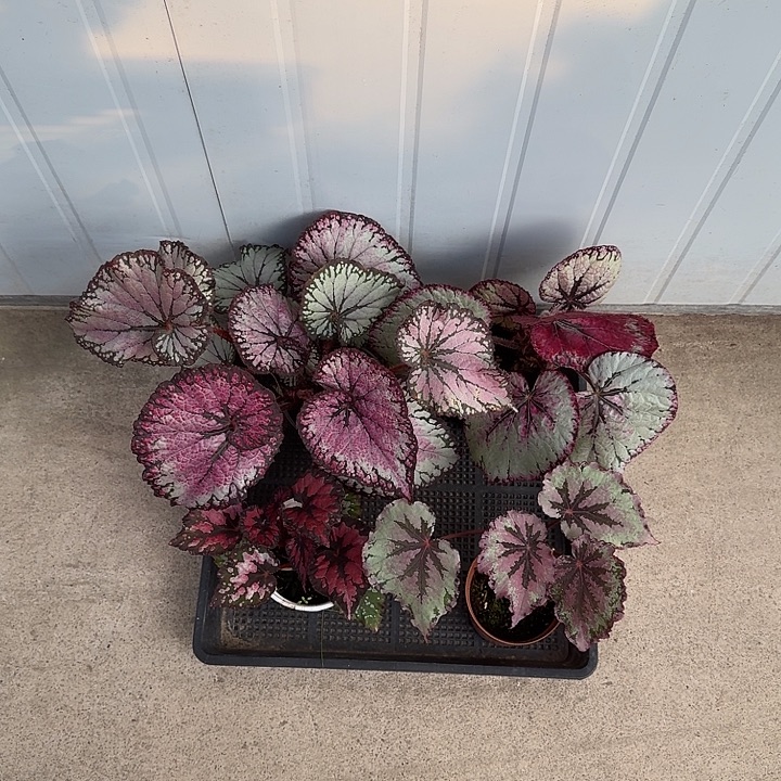 无花朵a04 活动无售后 介意勿拍