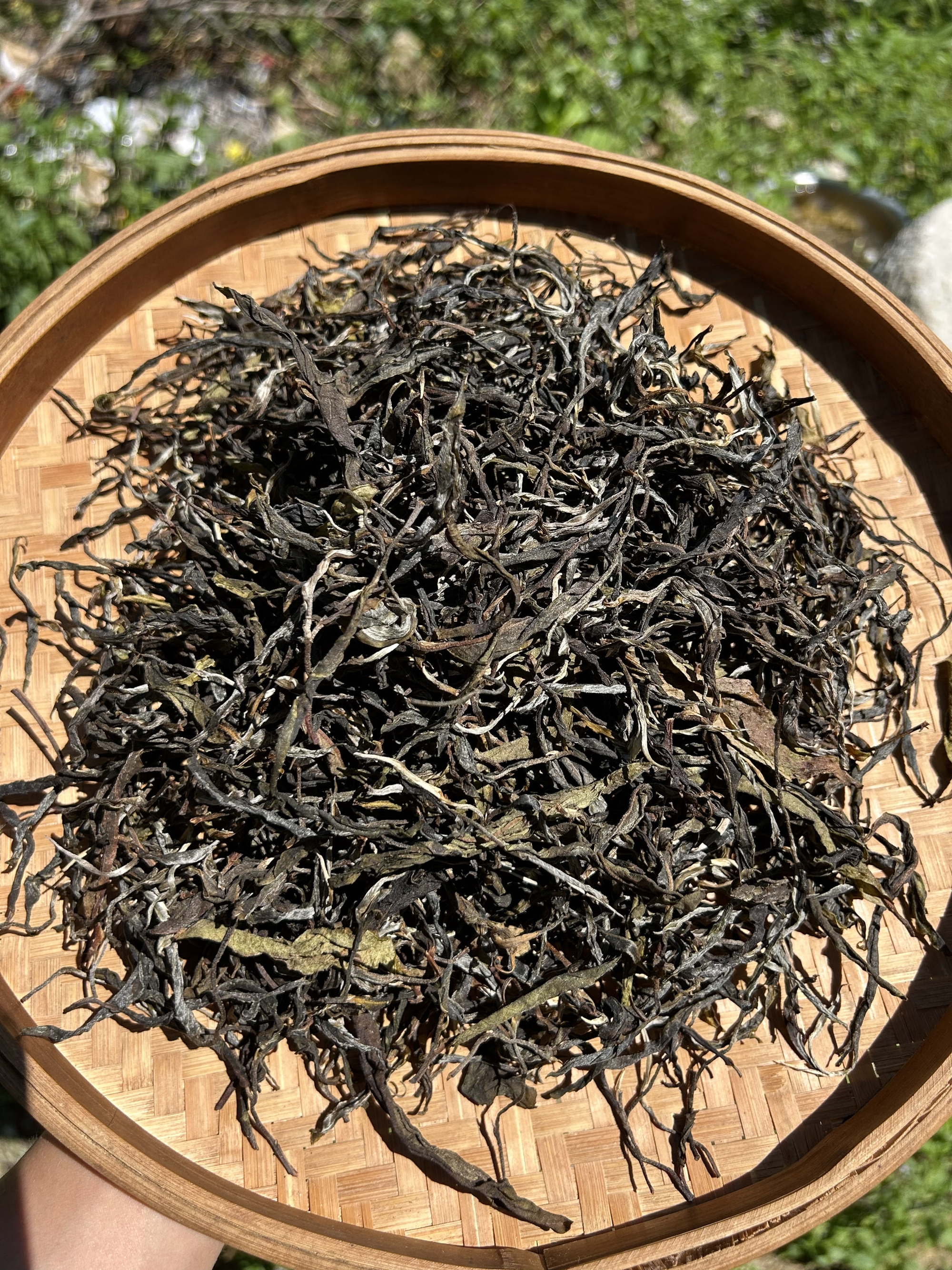 2025年-冰岛地界-古树春茶/普洱茶/生茶