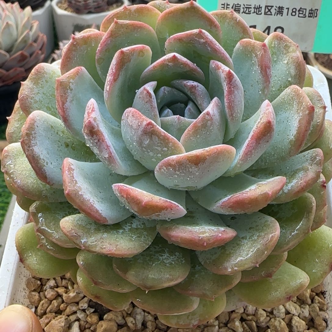 唐二姐多肉编号148