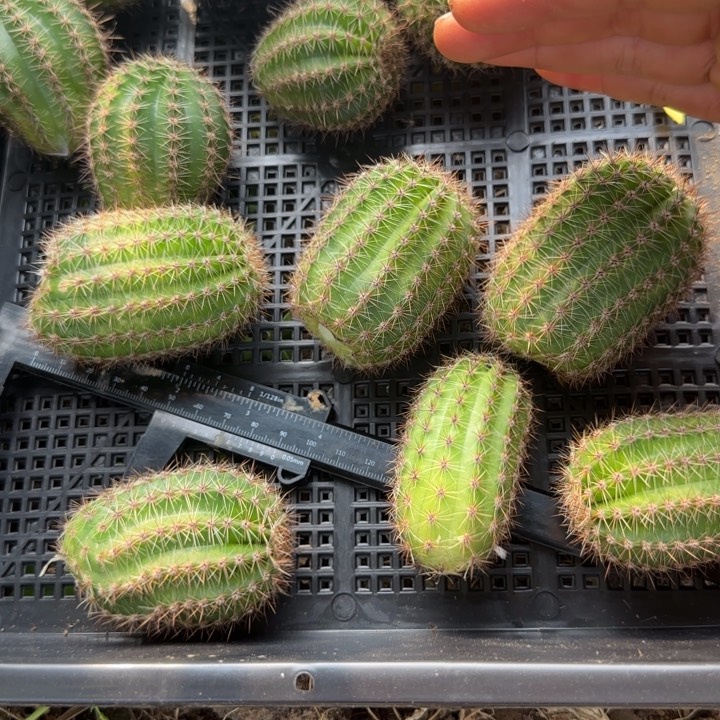 57号跟侧芽三公分左右