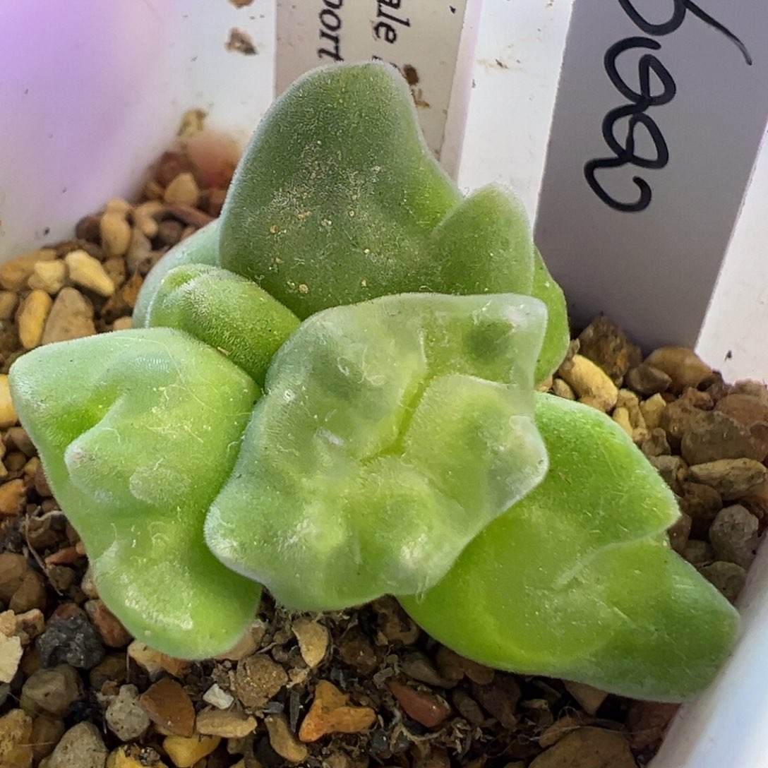 空蝉缀化 肉锥植物