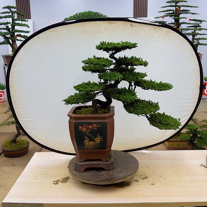 盆景直播间一物一拍