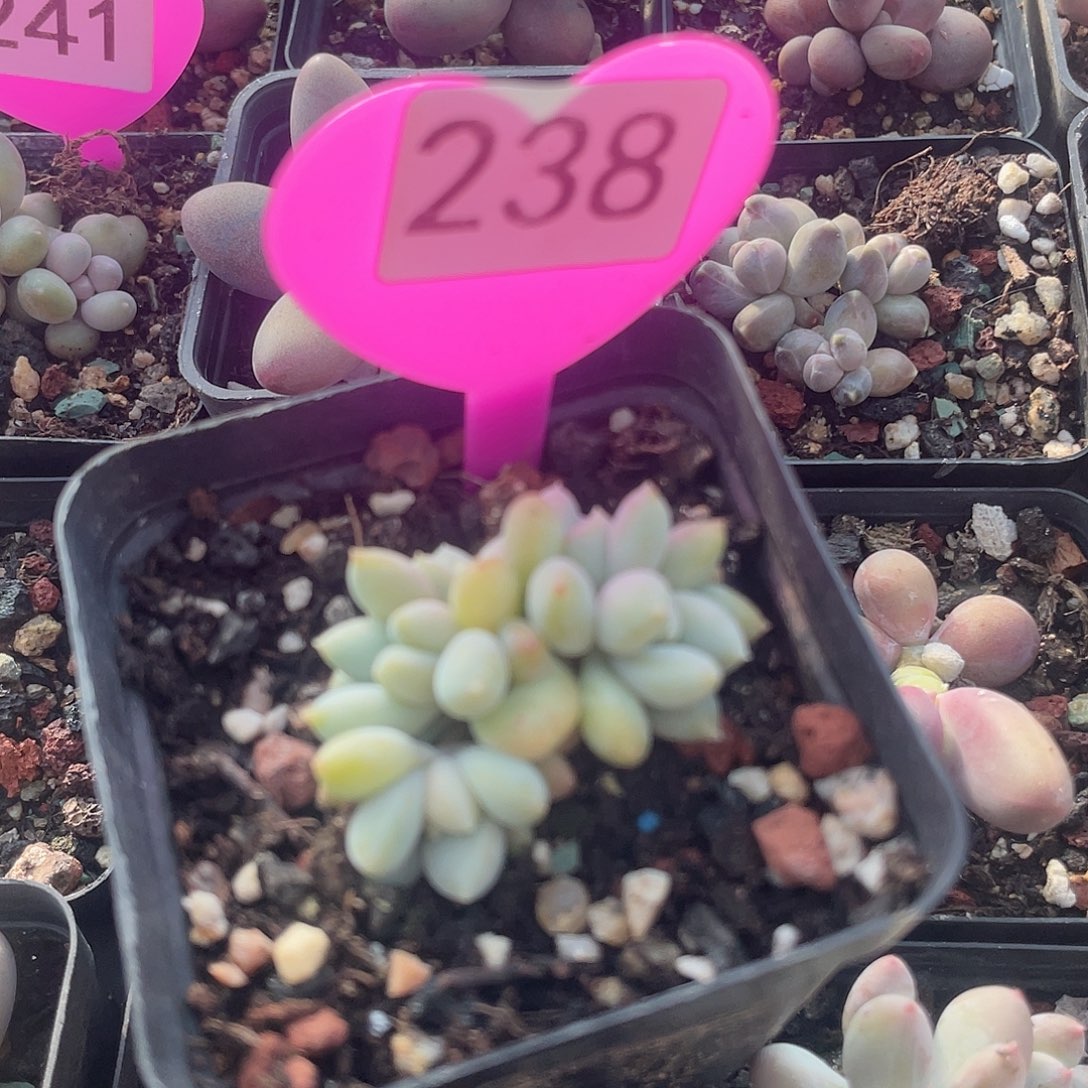 胖体哥特 脱土发货 7口盆