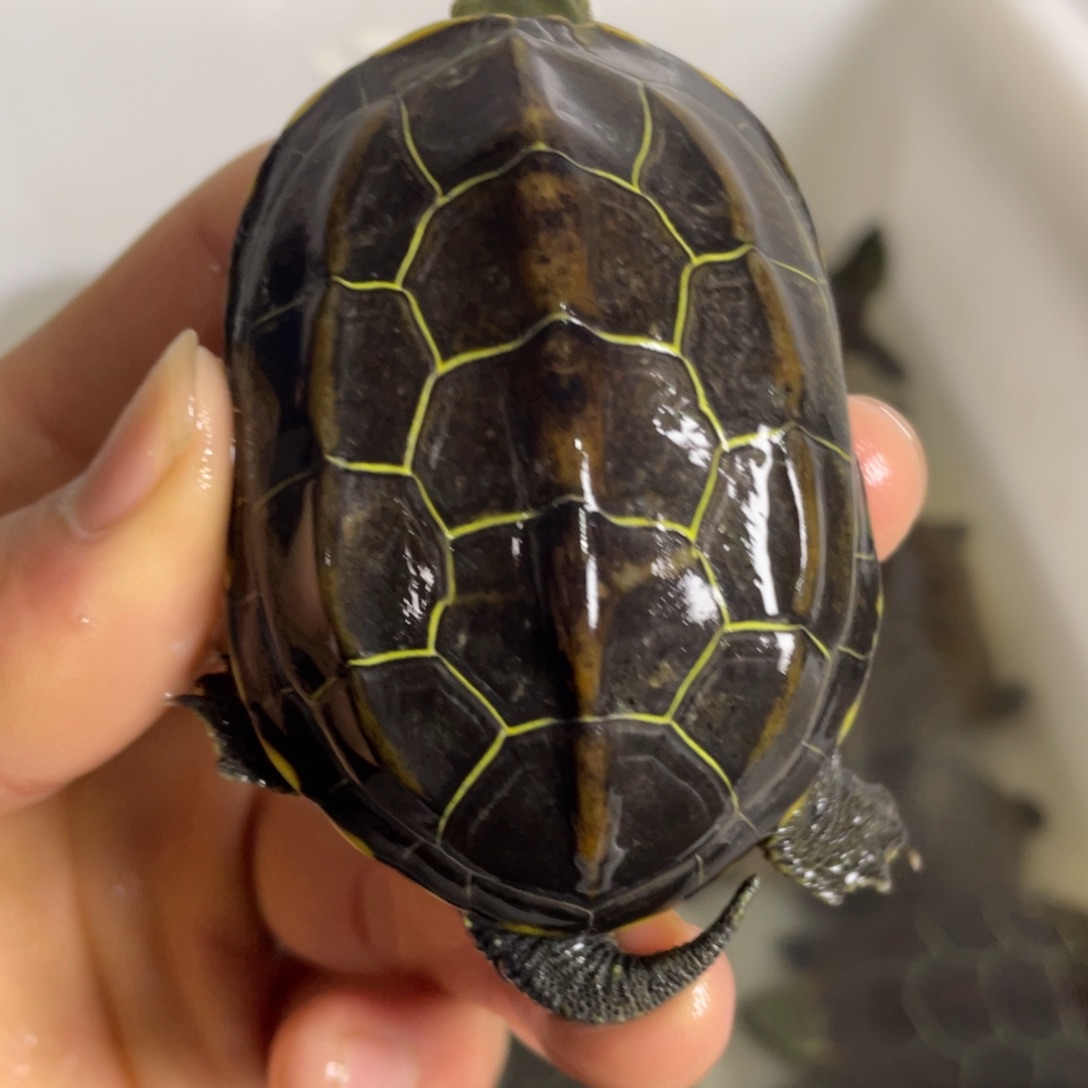 苏北金线冷水草龟