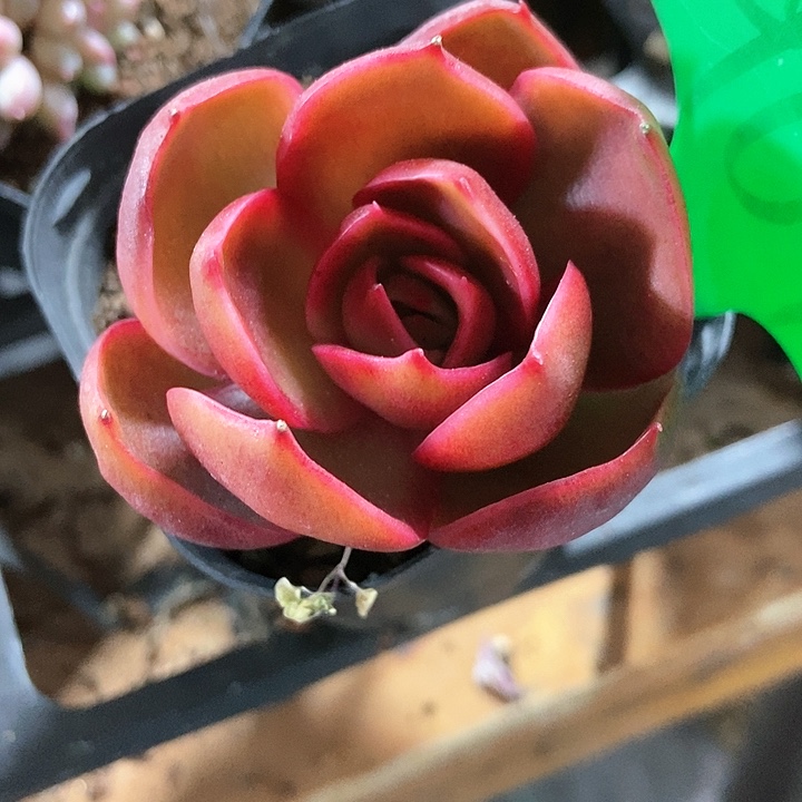 多肉植物红灯1909