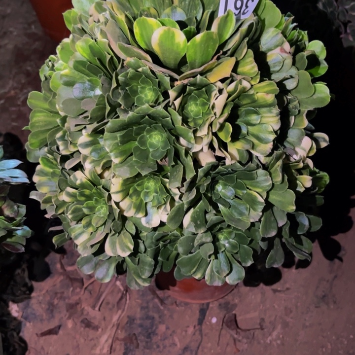 361七彩多肉植物不售后