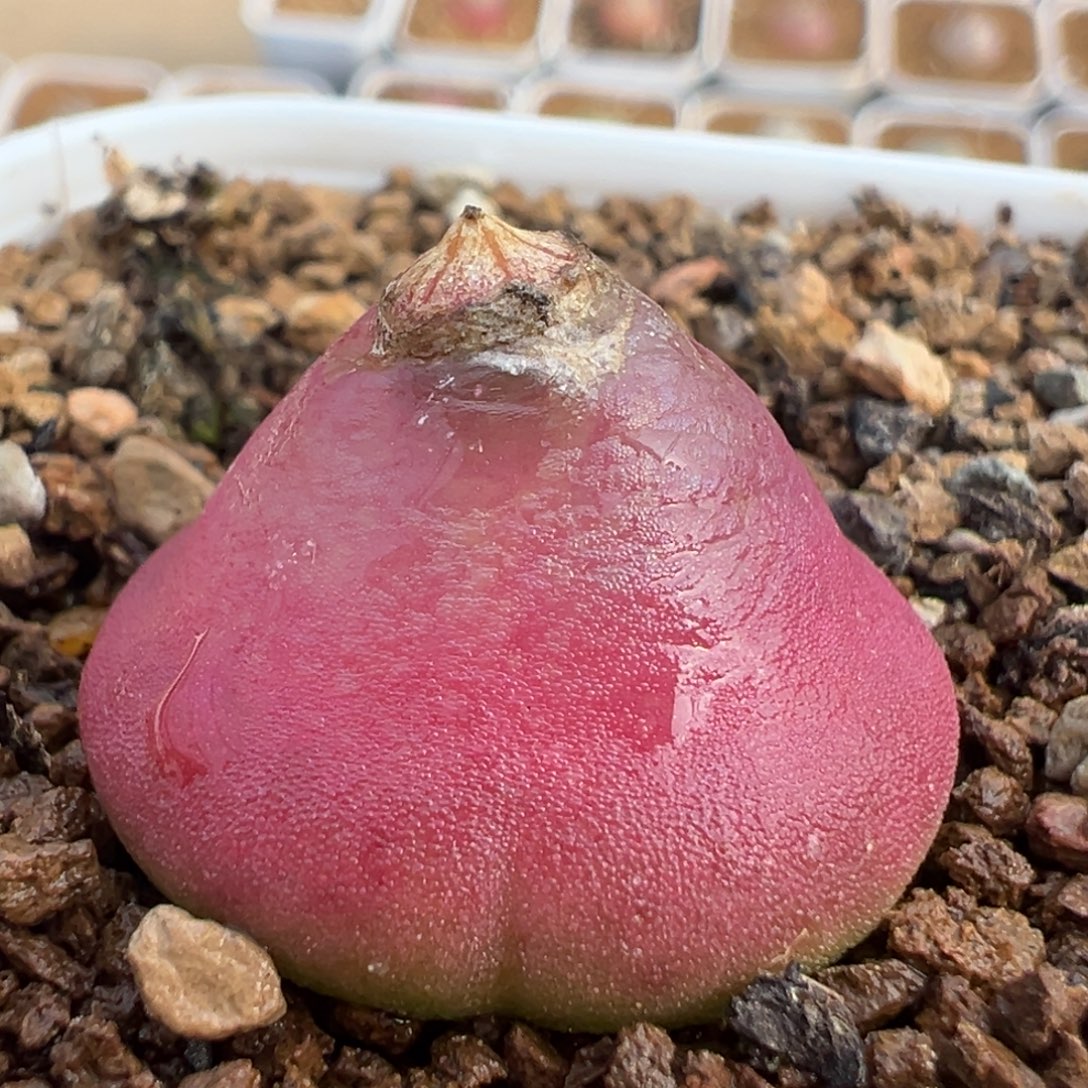 32多肉植物百科灯泡