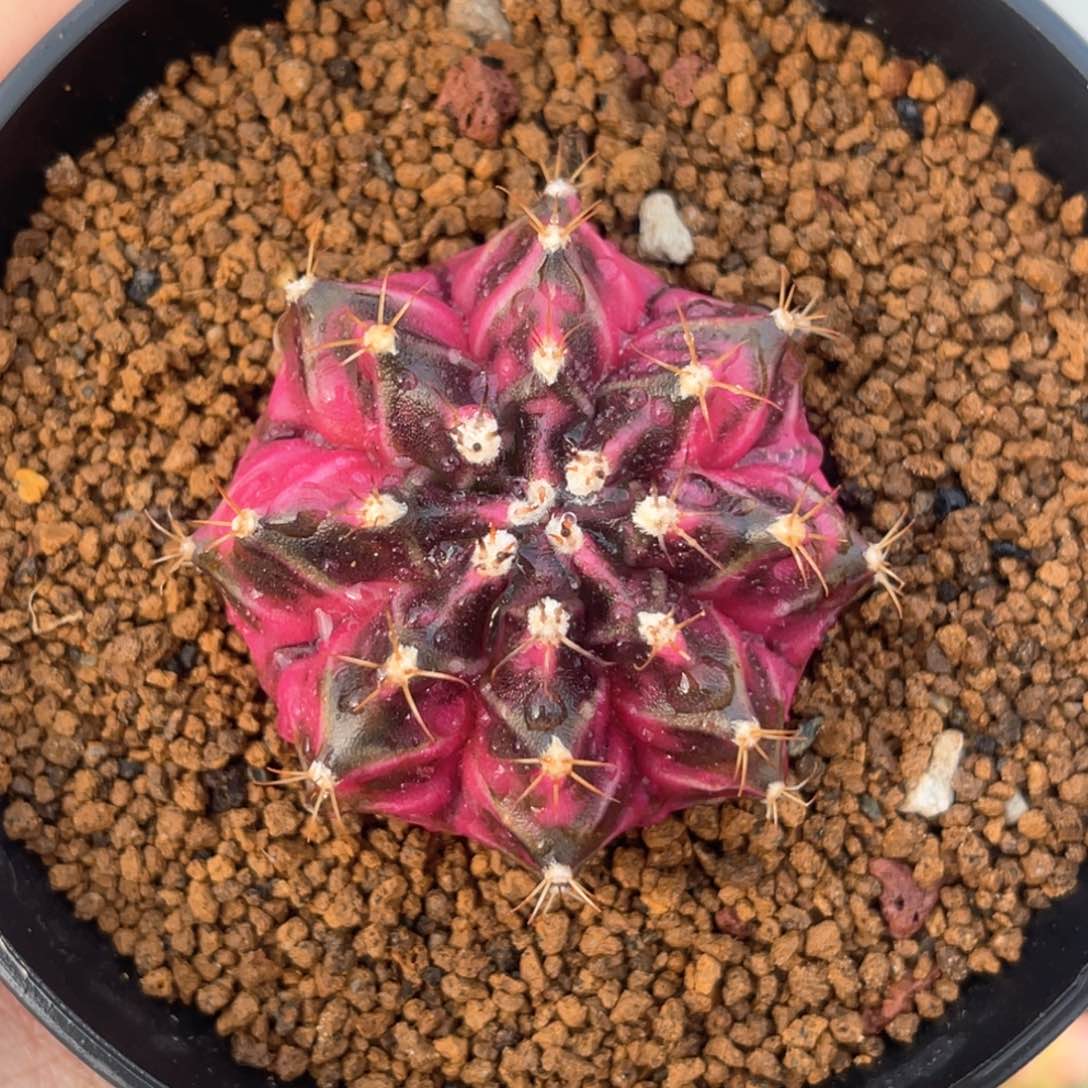 人**海自根专拍哈哈哈哈哈哈