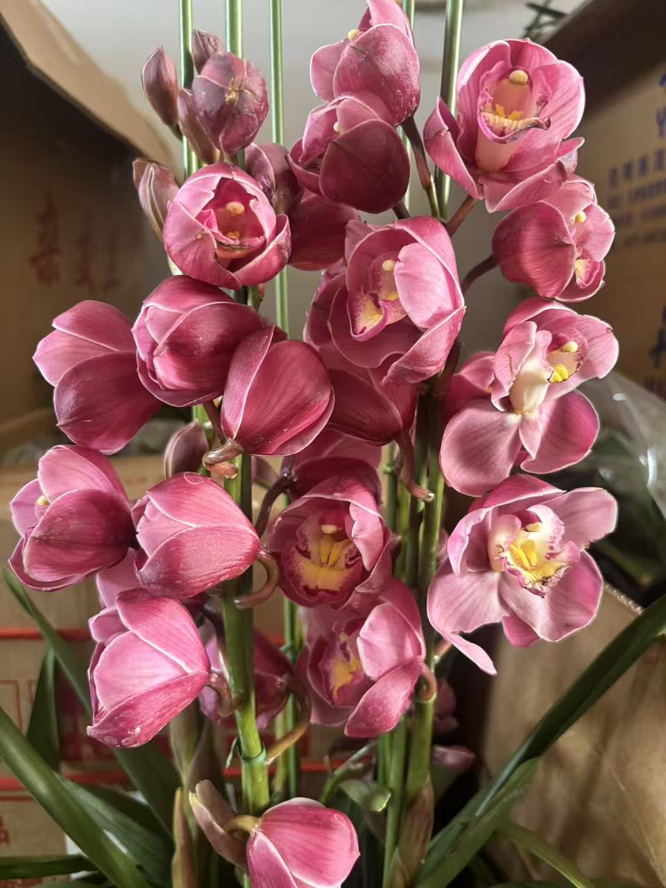 老黑家的蕙兰【158-1/福神】带花剑花苞 落地款好养室内盆栽惠兰