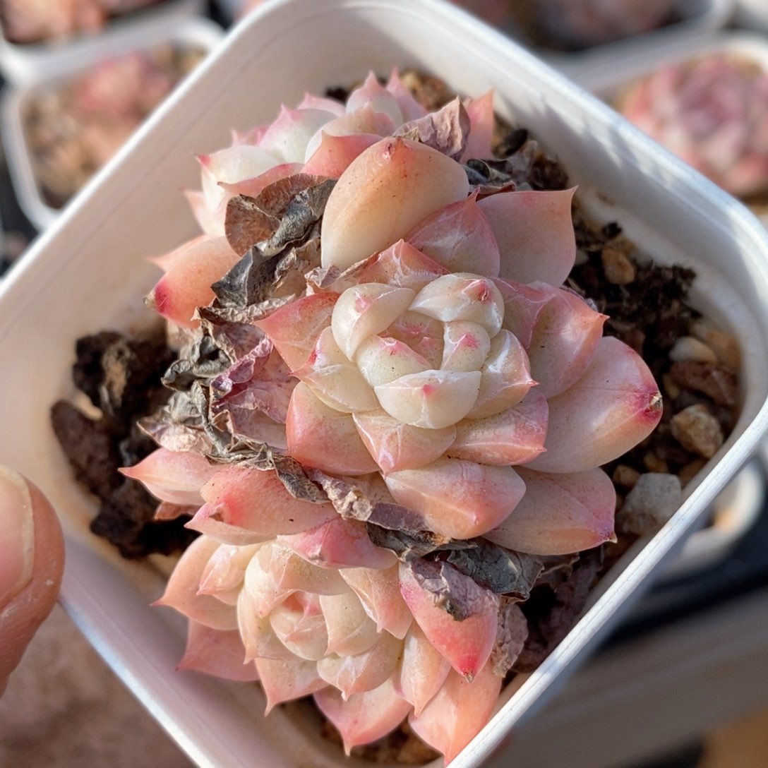 精品多肉一物一拍177