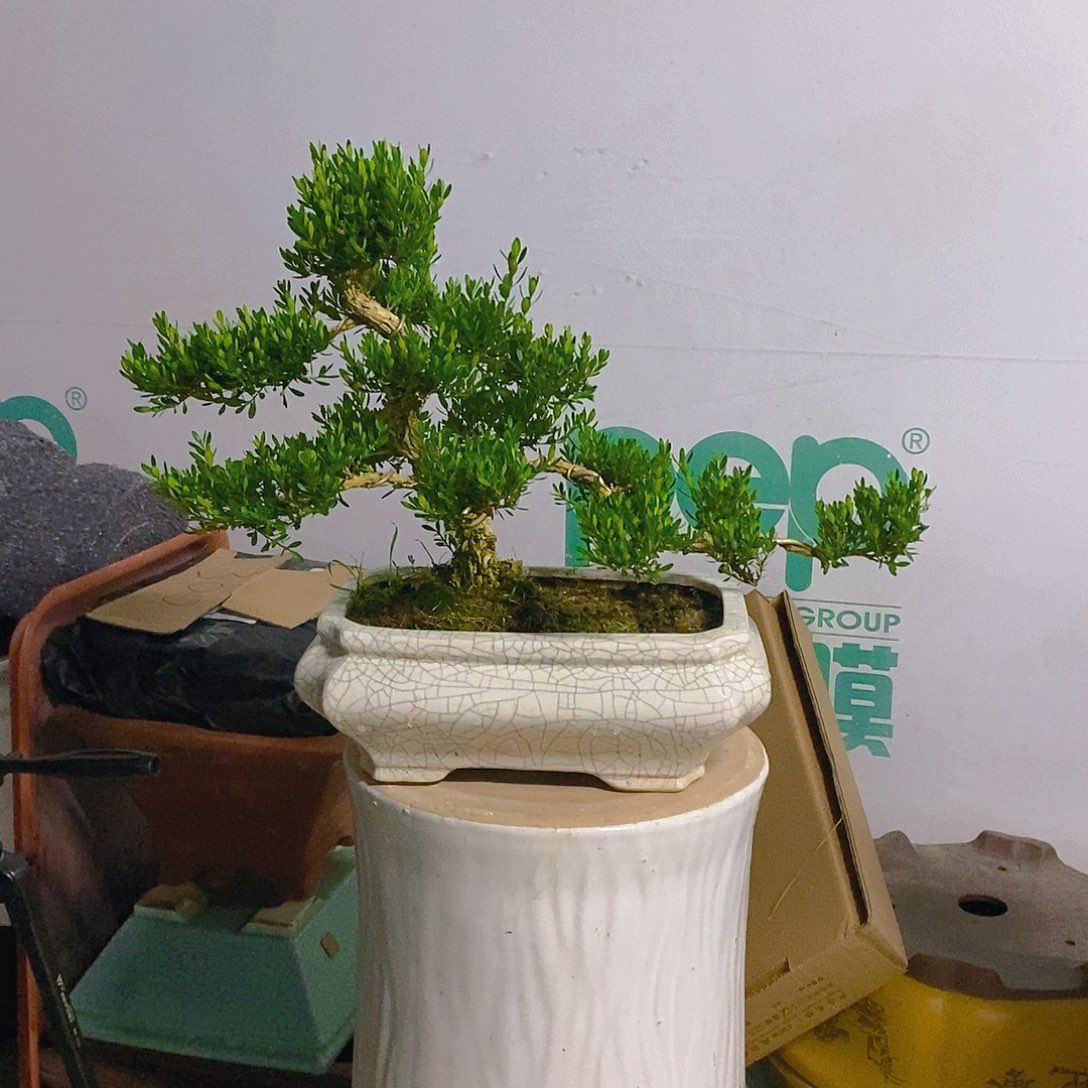 盆景黄杨树带盆发货
