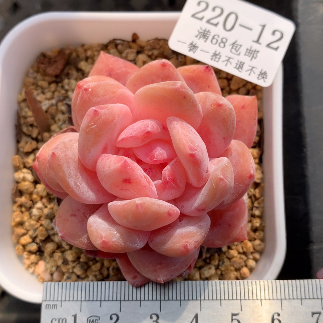 12。果冻橙。一物一拍。