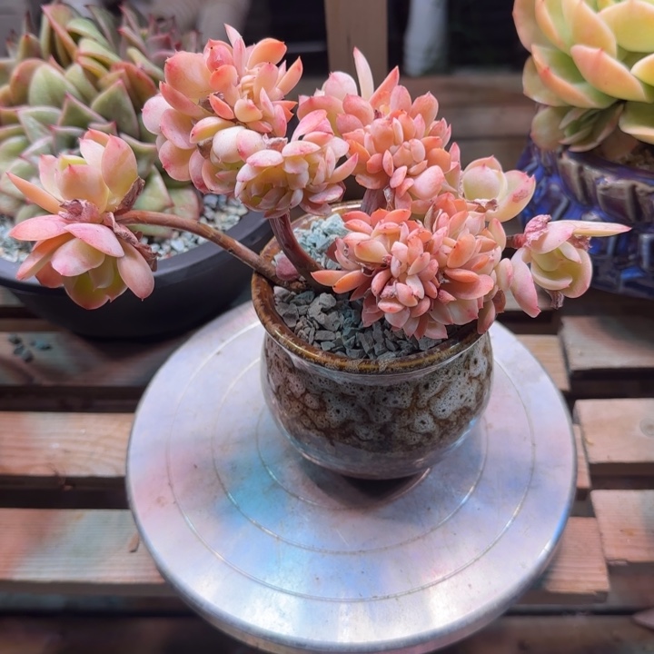 奶油碧桃缀多肉植物ggfxhjjn