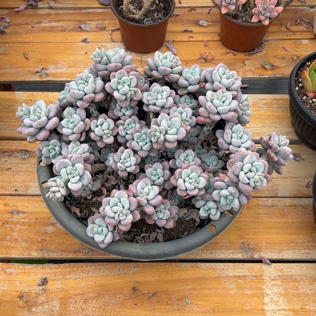 多肉大群红洛神【非偏远满18包邮】