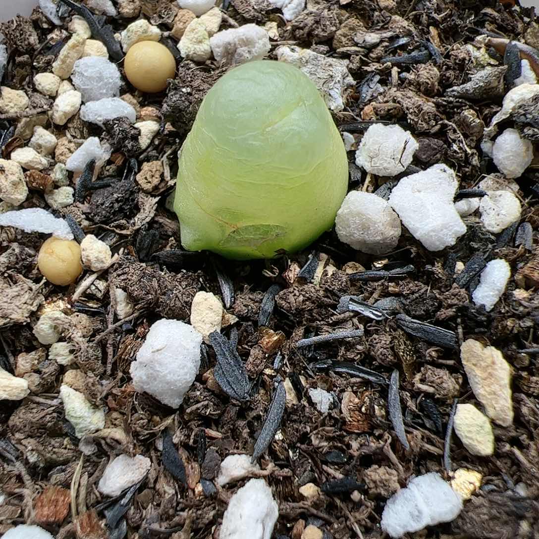 【闪购商品】127 缀