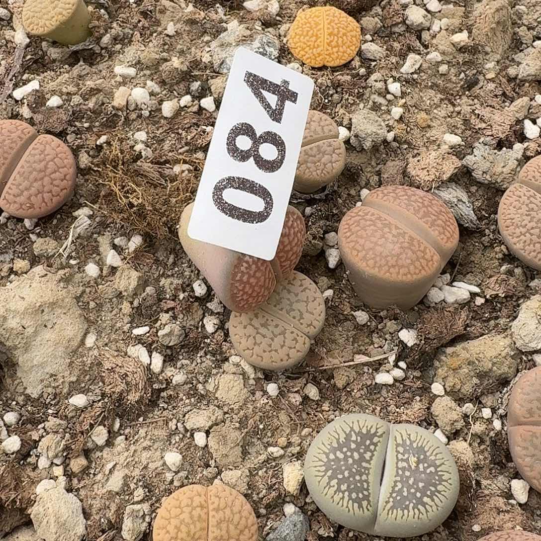 爱***睿生石花一物一拍084