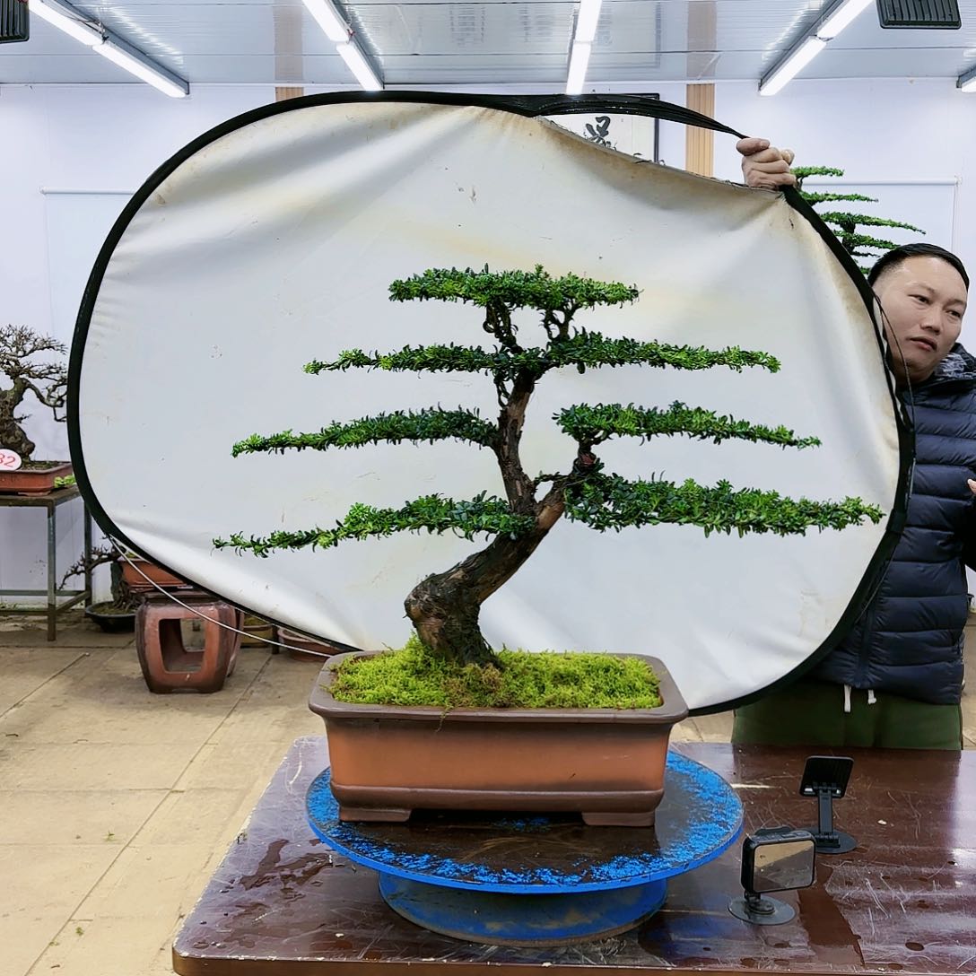 盆景欢迎大家一起来捡漏