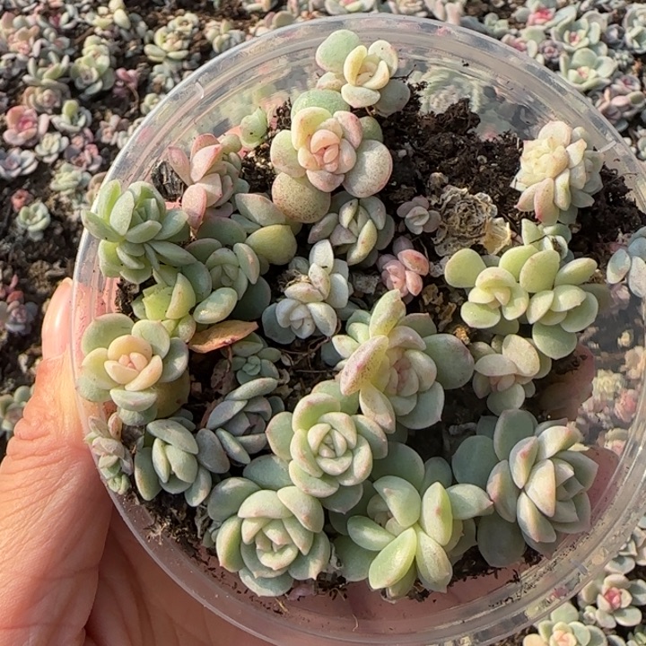 5王者系列多肉一盒