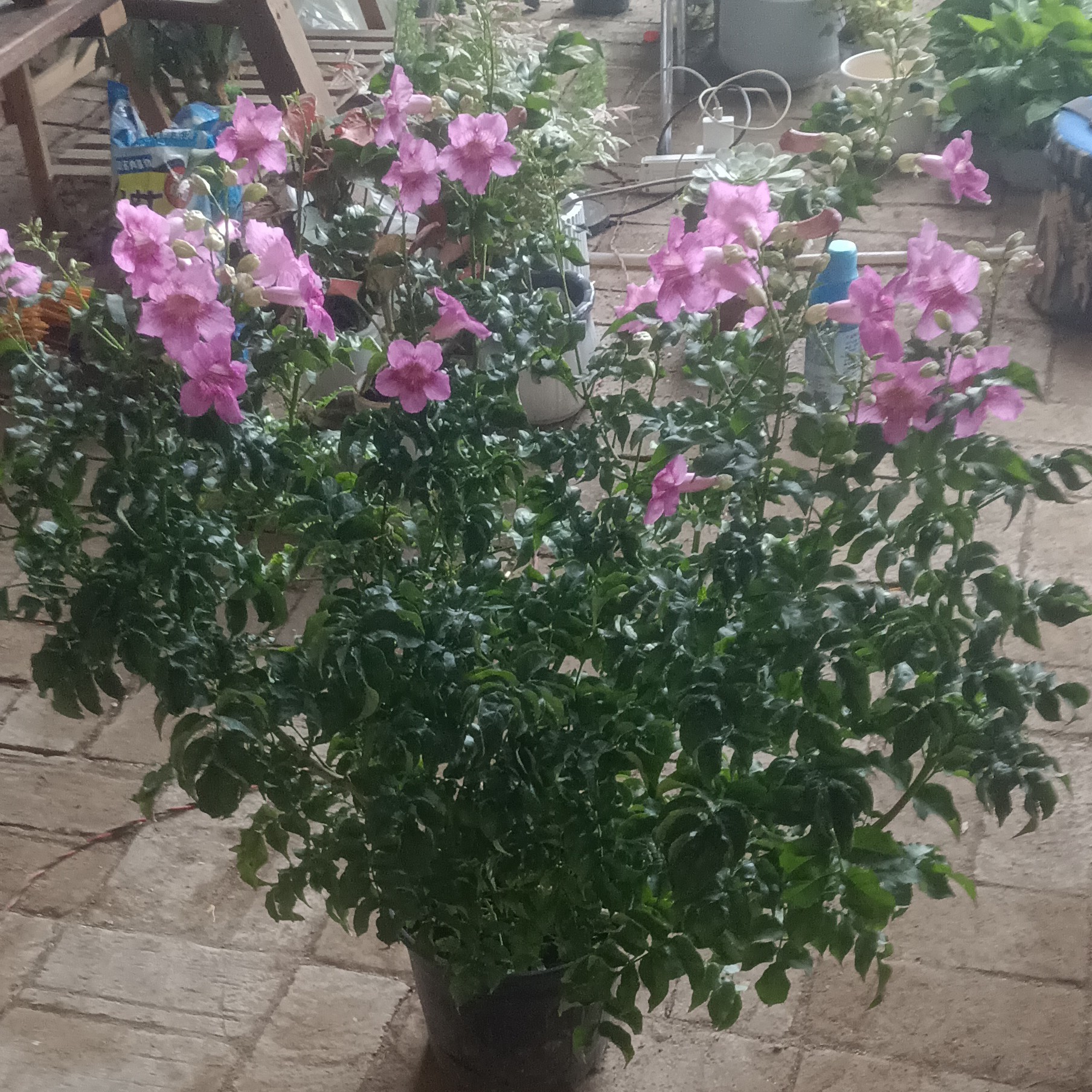凌霄花，比较好养