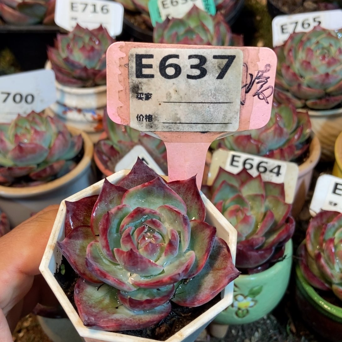 惊鸿一瞥637号楼多肉