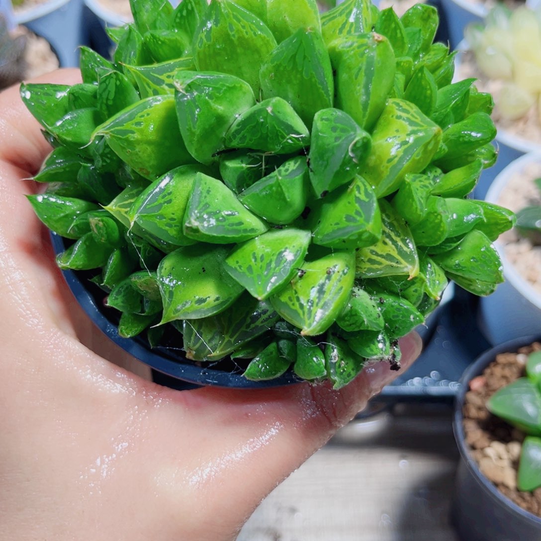 宝草多肉植物66666