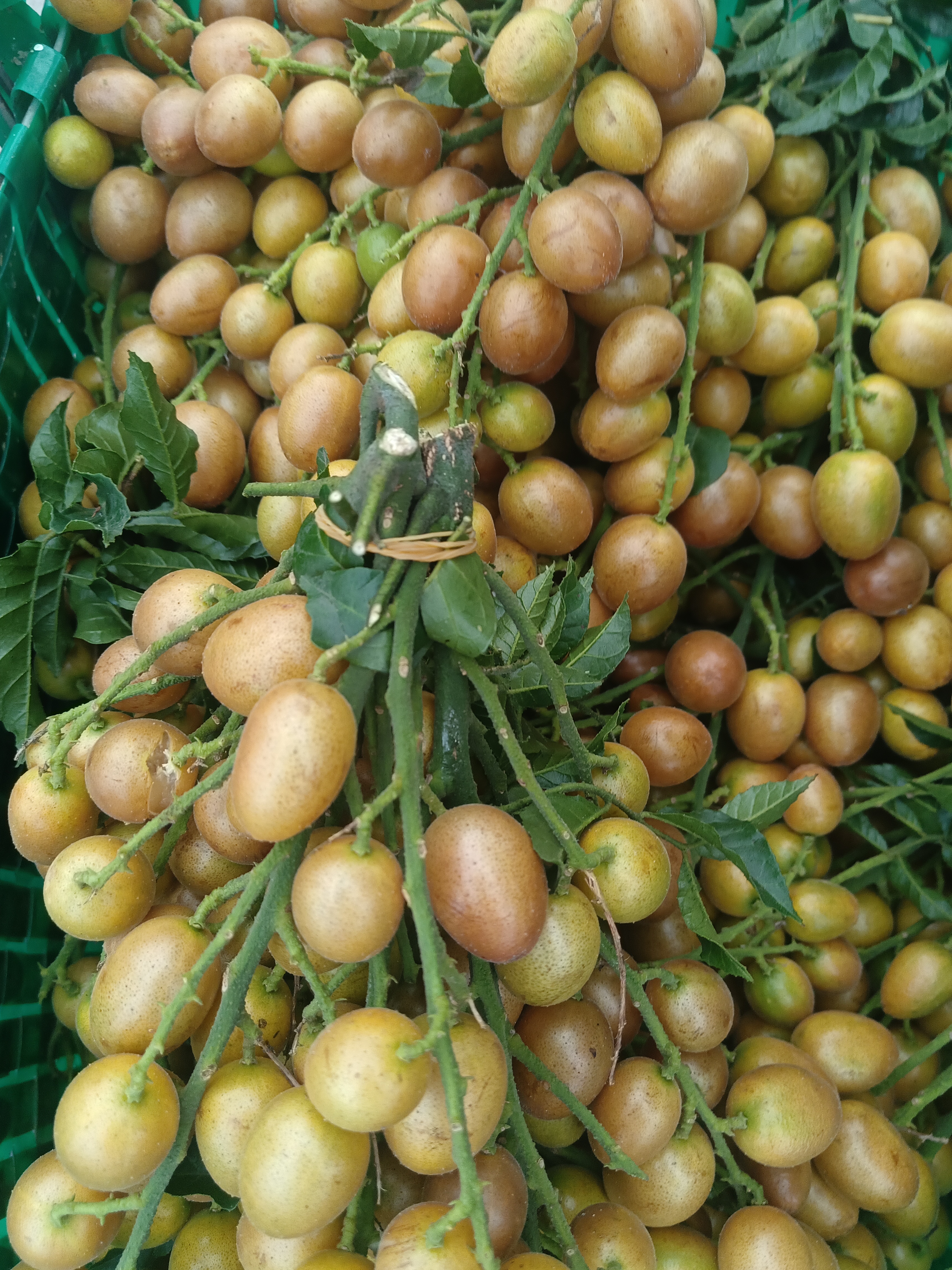 黄皮果新鲜现摘当季酸甜