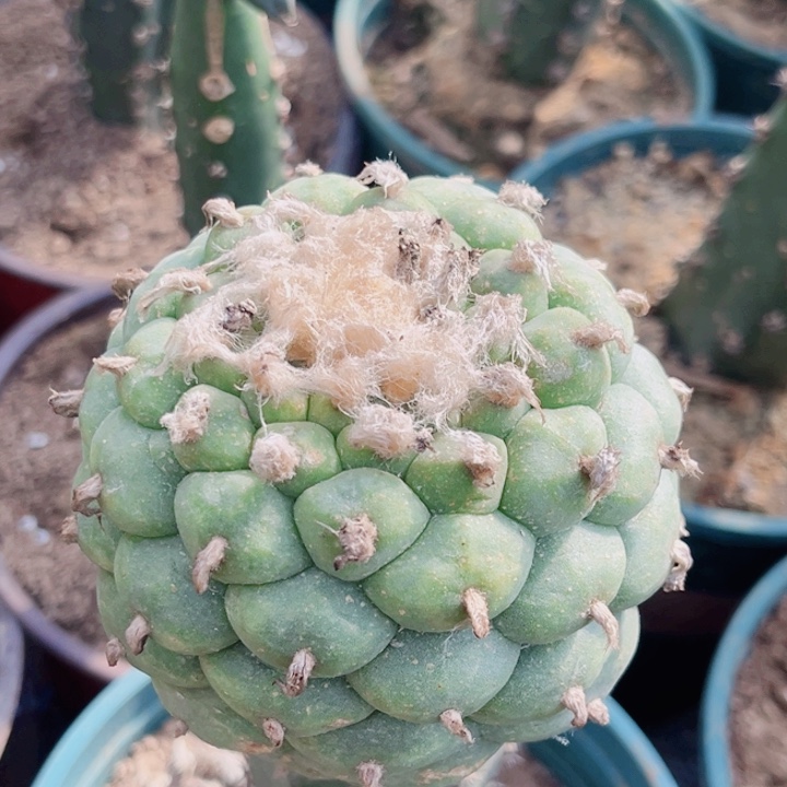 草球黑刺苗接仙人球