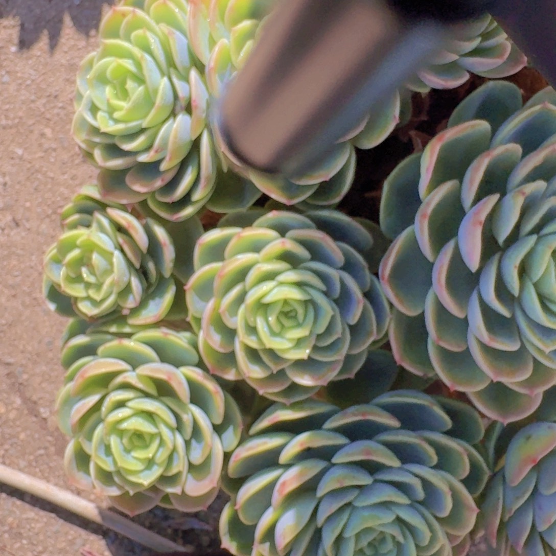 3014哈密瓜多肉植物