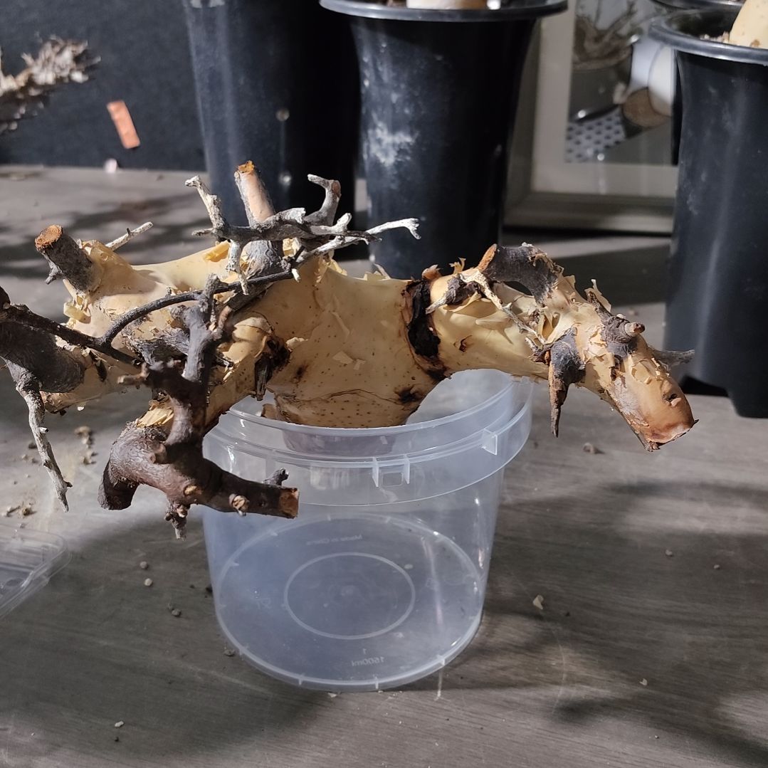 正白皮卡塔夫半熟