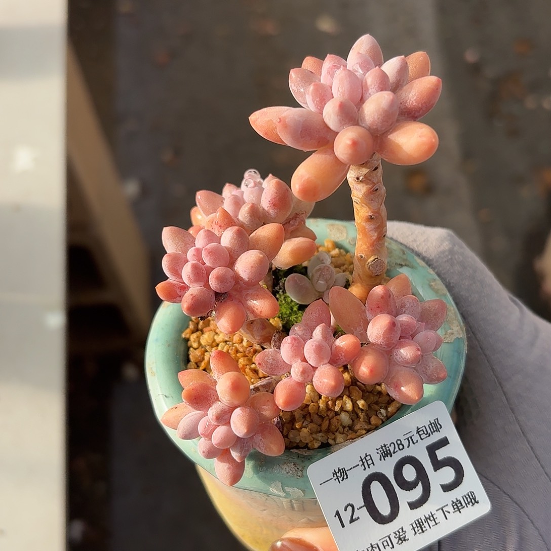 婴儿手指无盆土发货无盆土发货无