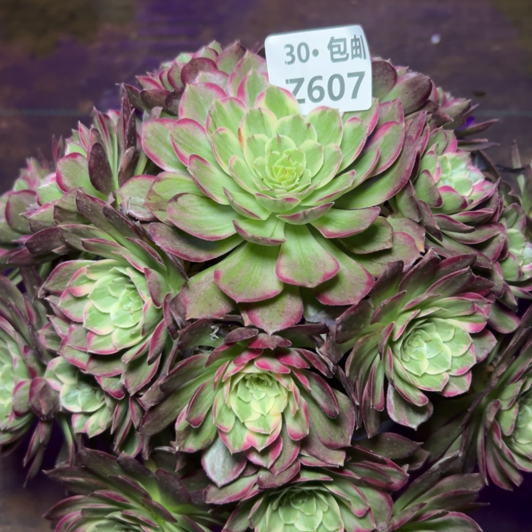 607莲花，多肉法师