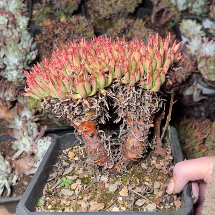 597维斯哈哈哈哈哈哈哈哈