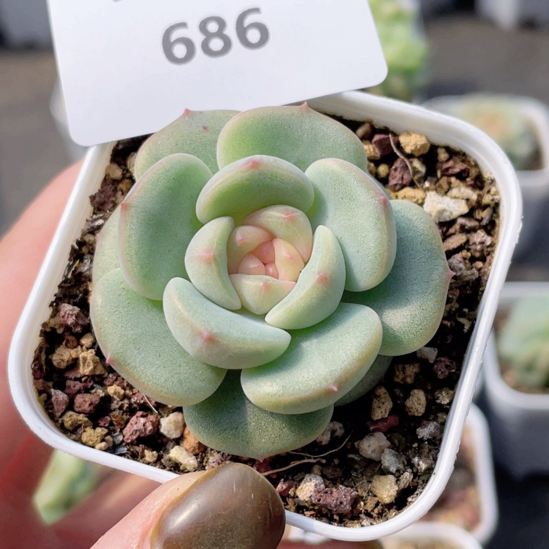 小****了686号糖心冰心珍妮