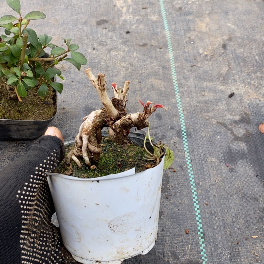 小***学无花朵盆景盆景40