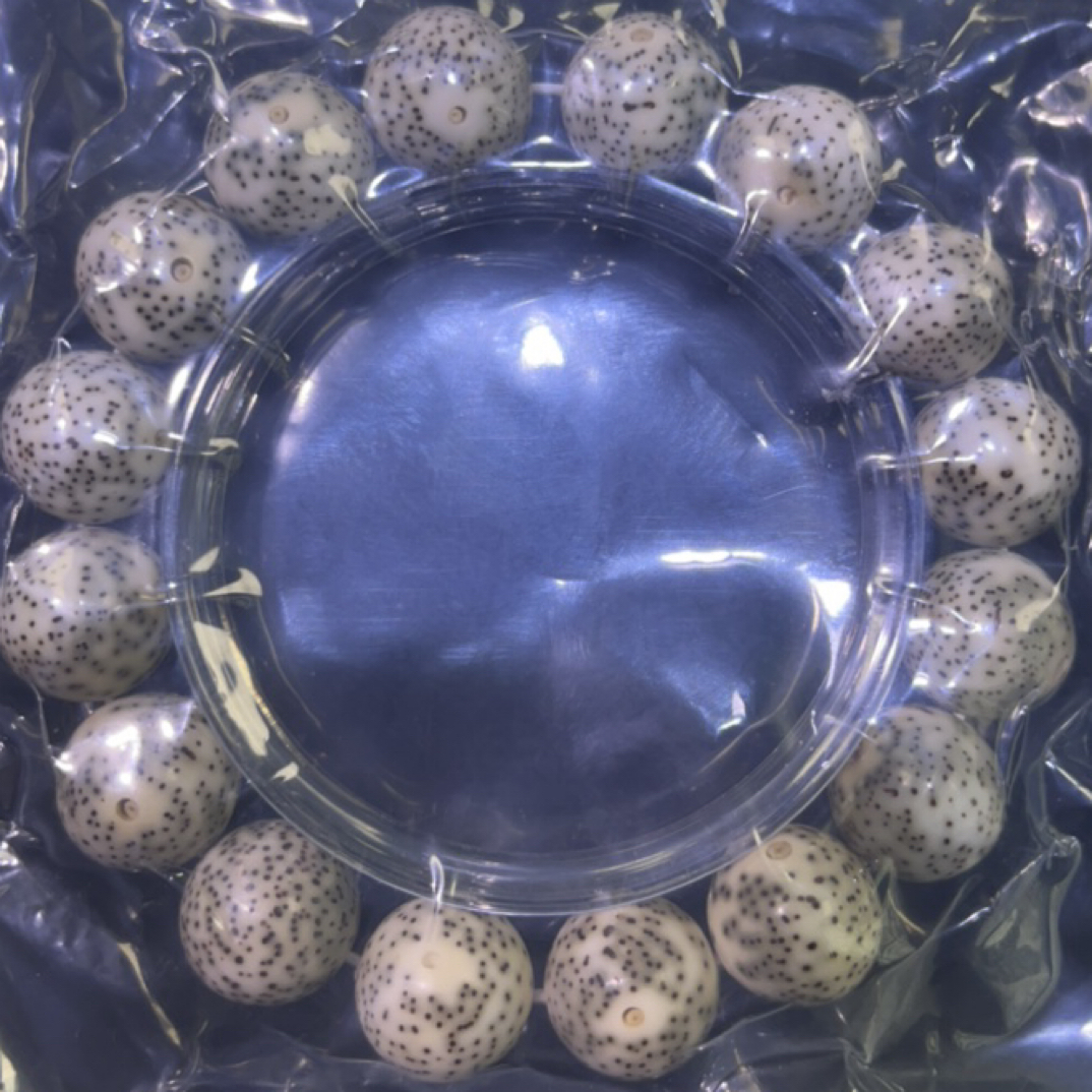 海南原生态15*14单圈文玩