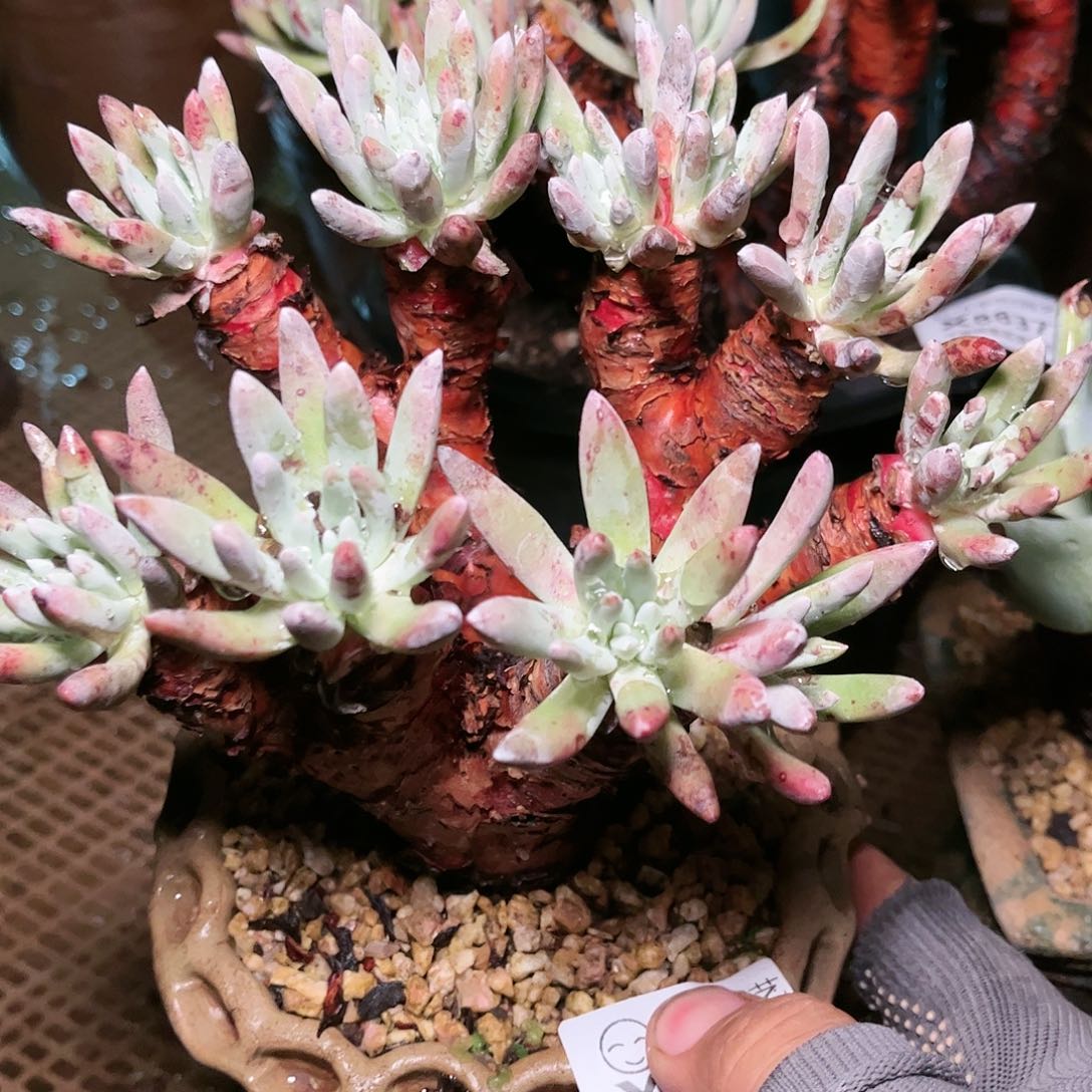 88374奥特仙女杯多肉