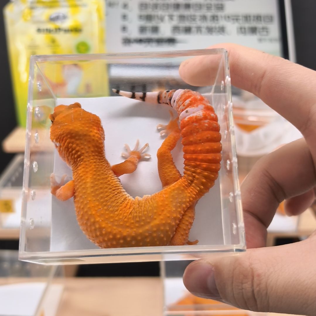 豹纹守宫蜜橘小亚成母8.9出壳体重31克