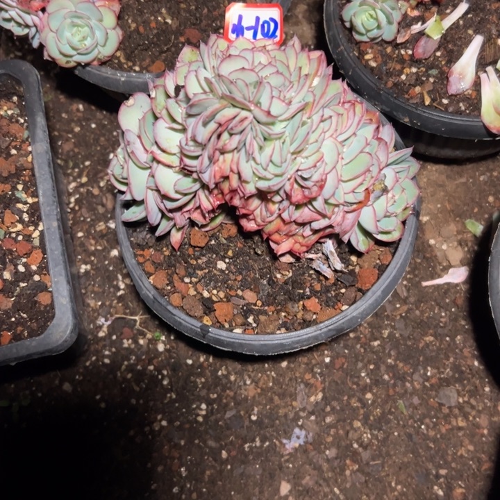 清***香精品多肉植物老桩