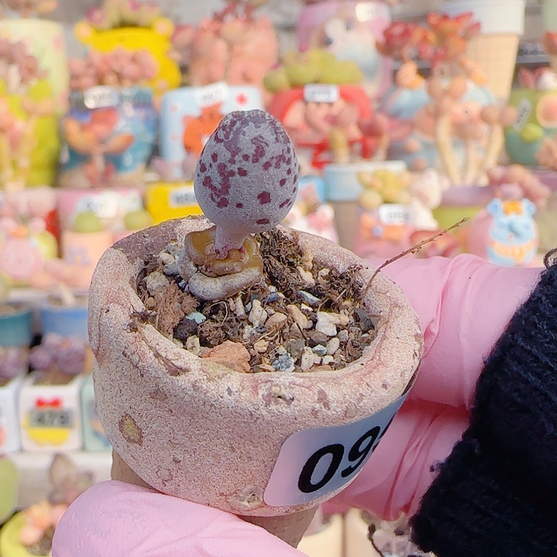 你***有L 达摩白丸 盆口2.5cm