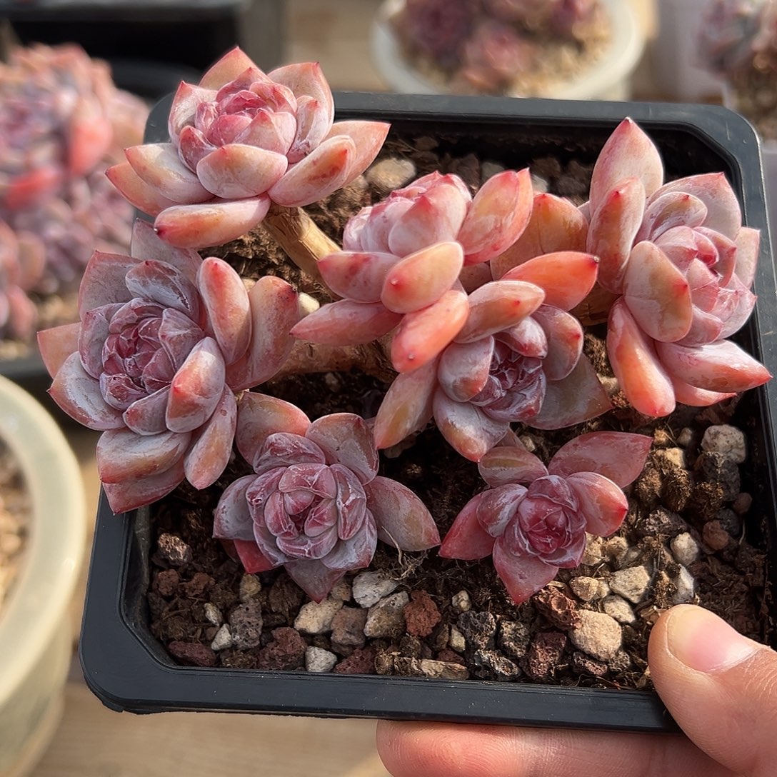 8头金控小脸哈哈哈哈哈