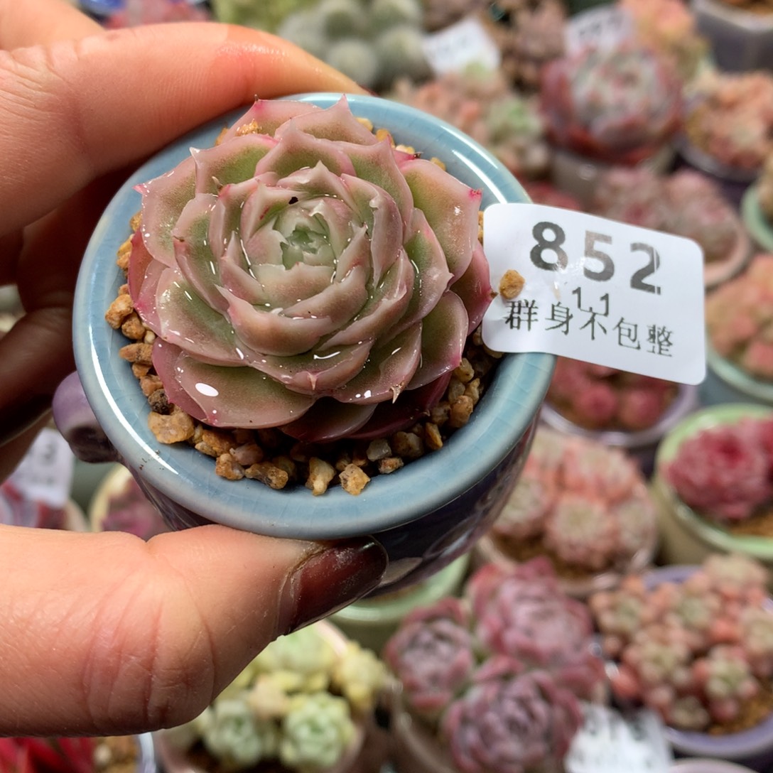 精控拇指盆1.1852