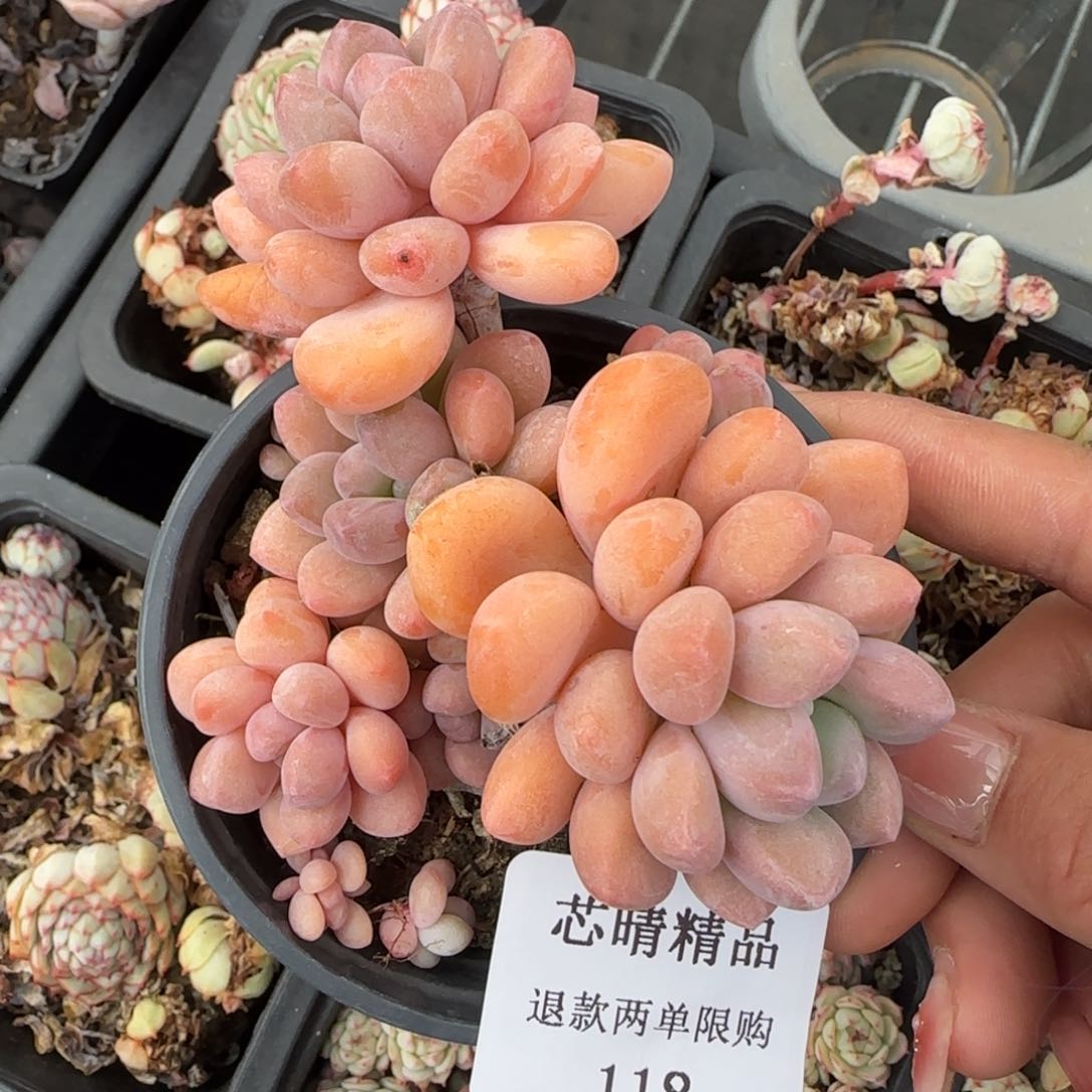 闪购精品多肉118号