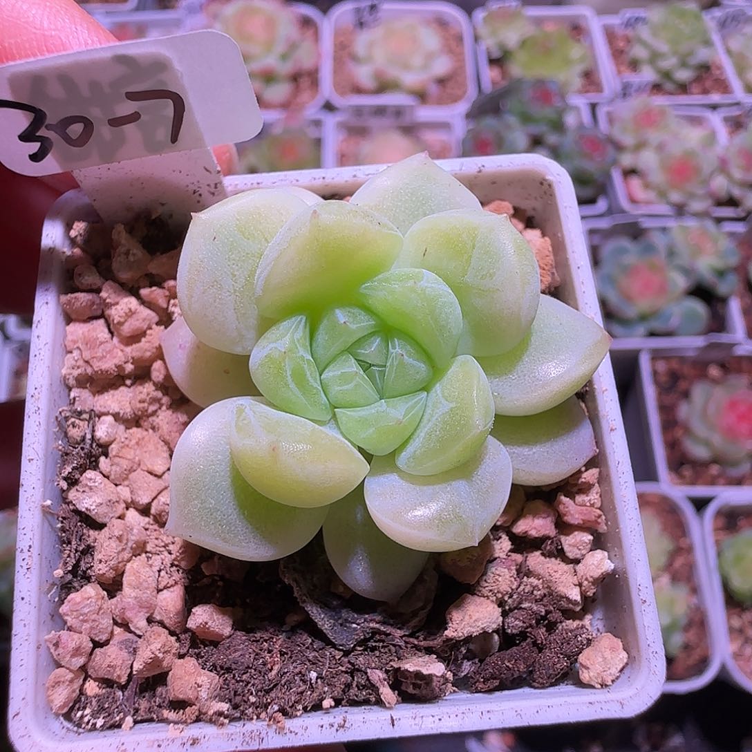 30-7福利甜言财富密码