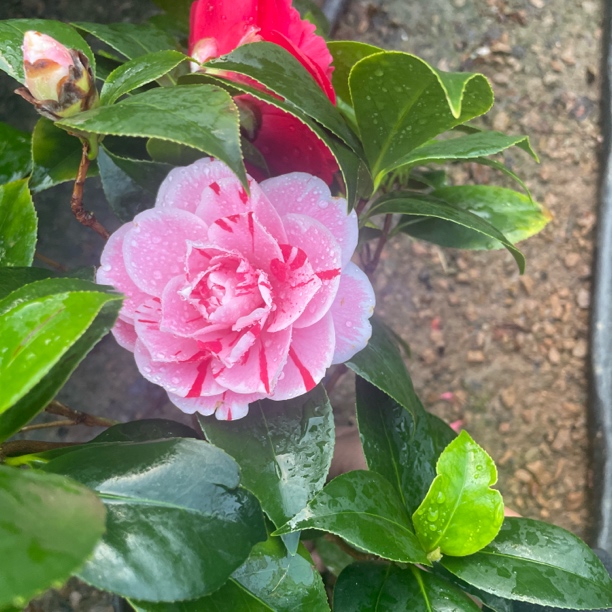 五色赤丹 十八学士香妃茶花专拍