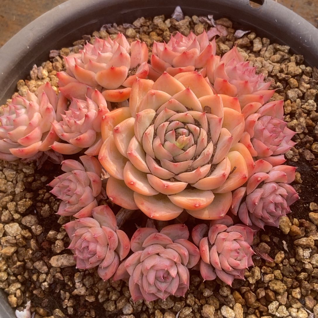 水晶玫瑰多肉多肉多肉