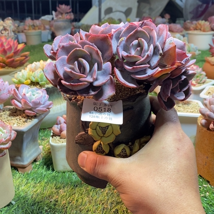 景***爸0518啊啊啊啊啊啊啊啊啊啊啊啊啊