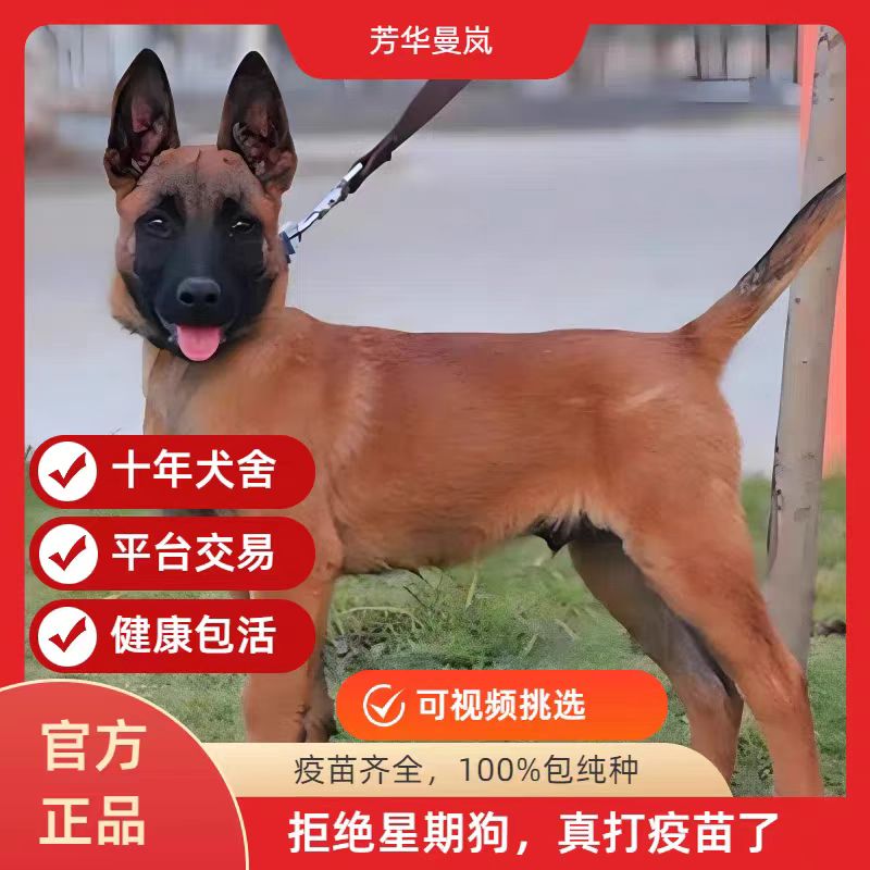 马犬活体纯种马犬幼犬军犬警犬大型看家护院狼狗爆红马犬科目马犬