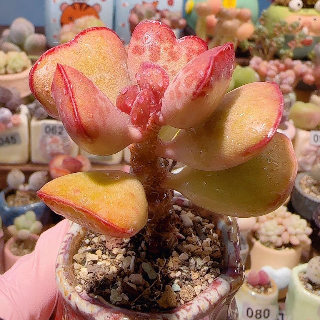 T肥肥老桩爱心水泡盆口5cm